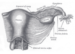 Thumbnail for Suspensory ligament of ovary