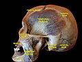 Cephalic extremity.Original mummification.