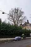 2 Eiben (Taxus baccata), Baumhasel (Corylus colurna), Tulpenbaum (Liriodendron tulipifera), Bergahorn (Acer pseudoplatanus)