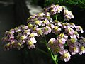 Achillea sp. (bongkol tersusun dalam cawan)