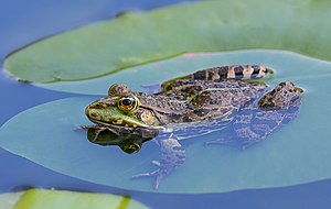 39. Platz: Cinder1280 mit Frosch im Landschaftsschutzgebiet „Rheingebiet von Bingen bis Koblenz“.