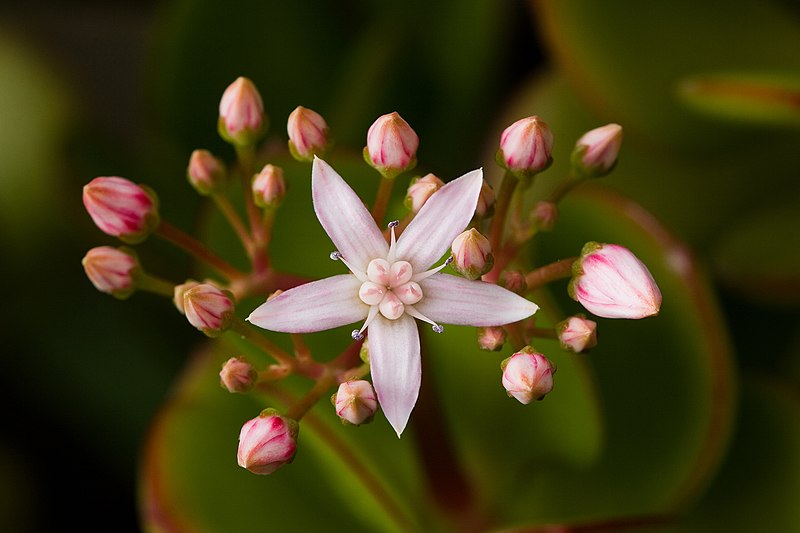 Crassula ovata