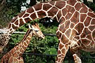 mother giraffe with baby