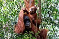 Image 32Sumatran orangutan mother and child in Mount Leuser National Park, North Sumatra (from Tourism in Indonesia)