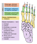 Ossos del peu