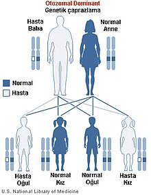 Otozomal dominant.jpg