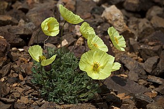 Papaver mcconnellii