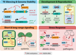 Thumbnail for RNA-directed DNA methylation