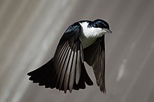 Restless flycatcher04.jpg