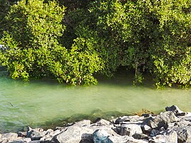 Mangroves at Mangrove National Park, near Al Qurm Corniche on Sheikh Zayed Bin Sultan Street in the eastern part of the city[28]