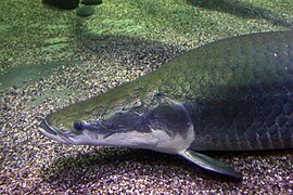 Arapaima gigas Paiche