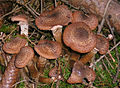 Armillaria ostoyae