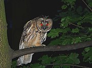 Long-eared owl