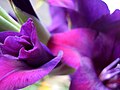 Gladiole in Sachsen