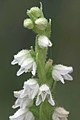 Goodyera repens