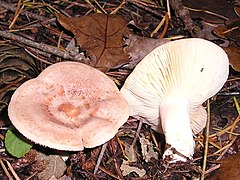 Lactarius chrysorreus.