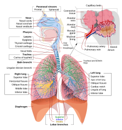 Human respiratory system