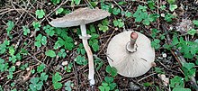 Oliivsirmik (Chlorophyllum olivieri)