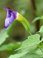 Torenia travancorica