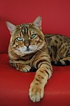 Markantes Gesicht eines dreijährigen Bengal-Katers (unkastriert)