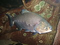 Pacu (fish)