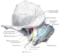 Left temporal bone showing surface markings for the tympanic antrum (red), transverse sinus (blue), and facial nerve (yellow).