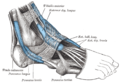 Les beines dels tendons al voltant del turmell. Visió lateral.