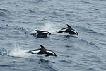 Hourglass dolphin