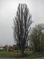 Arbre dénudé en hiver.