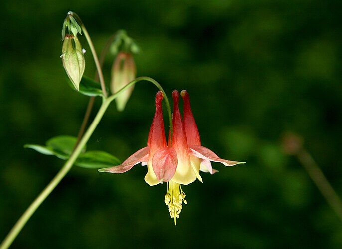 Водосбор прекрасный (Aquilegia formosa)