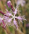 Hvozdík pyšný (Dianthus superbus)