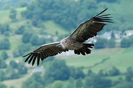 Vol d'un vautour fauve dans les Pyrénées françaises.