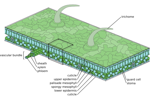 Diagram of moderate scale leaf anatomy