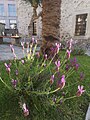 Lavender plant by a mosque in Mostar, Bosnia and Herzegovina