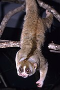 Loris perezosos (Nycticebus)