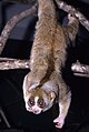 Slow Loris