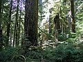 Image 51Old-growth forest in the Opal Creek Wilderness, a wilderness area located in the Willamette National Forest in the U.S. state of Oregon, on the border of Mount Hood National Forest. It has the largest uncut watershed in Oregon. (from Old-growth forest)