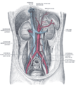 Posterior abdominal wall, after removal of the peritoneum, showing kidneys, supra-renal capsules, and great vessels.