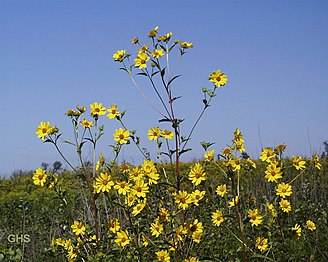 Gigantska sončnica (H. giganteus)