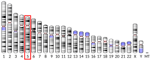 Chromosome 5 humain