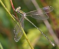 Foltosszárnyjegyű rabló (Lestes barbarus) - hím