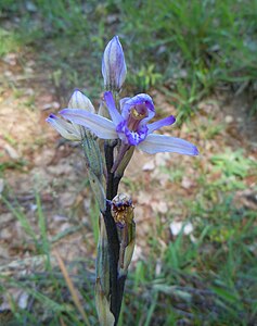 En floraison en juin dans le Vexin