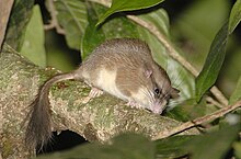 Malabar spiny dormouse.jpg