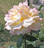 Hybrid Tea 'Peace' (syn. 'Mme A. Meilland', Meilland 1939)