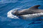 Short-finned pilot whale