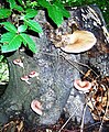 Pleurotus cornocopiae de Šumadija