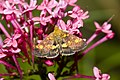 Pyrausta aurata (Pyraustinae)