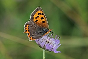 female L. p. eleus Buckinghamshire