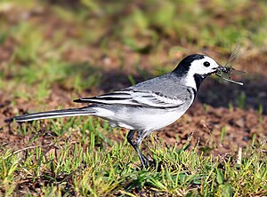 Wipstört (Motacilla alba)