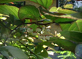 Kamæleonbusk (Actinidia kolomikta) Foto: Sten Porse